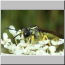 Tenthredo notha - Blattwespe m06.jpg